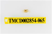 藏品(細足澤蟹)的圖片